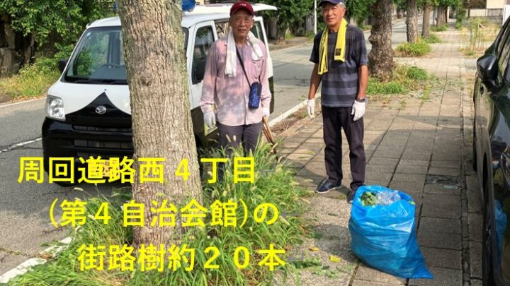 西周回道路 街路樹下草刈り実施